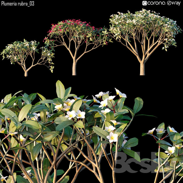 Plumeria rubra 03