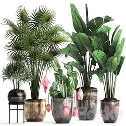 Plant Collection 373. Exotic plants fan palm banana rapis strelitzia bush luxury pot flowerpot decor Raphis palm 3D Models 