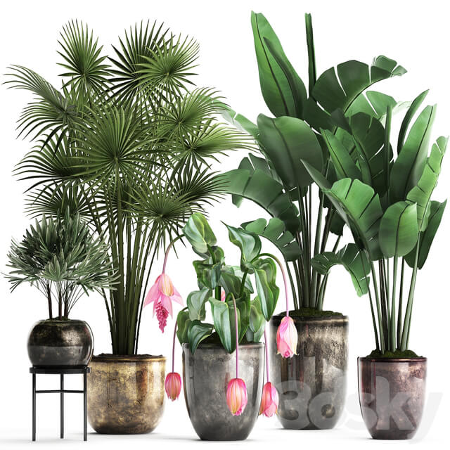 Plant Collection 373. Exotic plants fan palm banana rapis strelitzia bush luxury pot flowerpot decor Raphis palm 3D Models