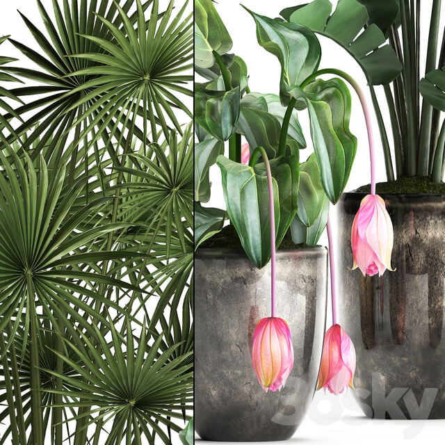 Plant Collection 373. Exotic plants fan palm banana rapis strelitzia bush luxury pot flowerpot decor Raphis palm 3D Models
