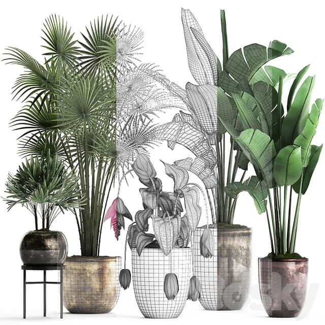 Plant Collection 373. Exotic plants fan palm banana rapis strelitzia bush luxury pot flowerpot decor Raphis palm 3D Models