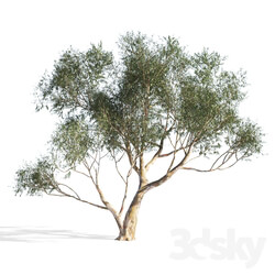 Eucalyptus 6 