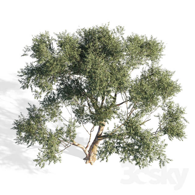 Eucalyptus 6