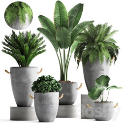 Plant Collection 381. Banana palm Cycas palm tree exotic plant outdoor concrete flowerpot strelitzia bushes 3D Models 