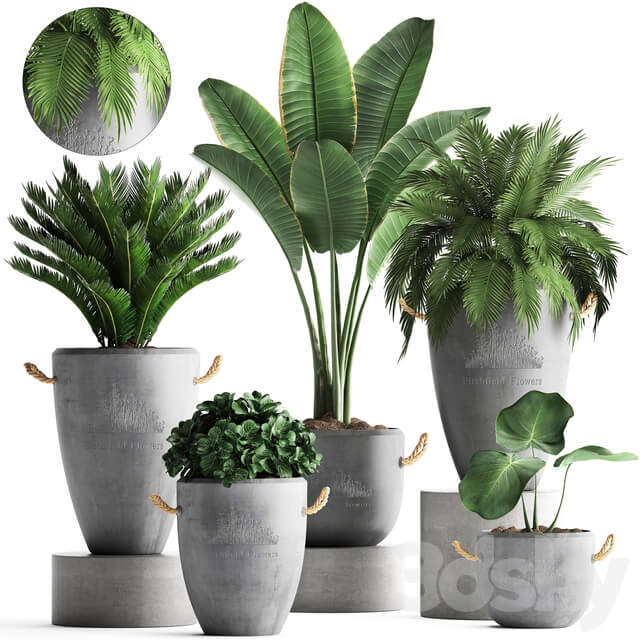 Plant Collection 381. Banana palm Cycas palm tree exotic plant outdoor concrete flowerpot strelitzia bushes 3D Models