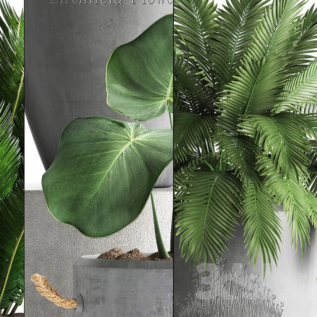 Plant Collection 381. Banana palm Cycas palm tree exotic plant outdoor concrete flowerpot strelitzia bushes 3D Models