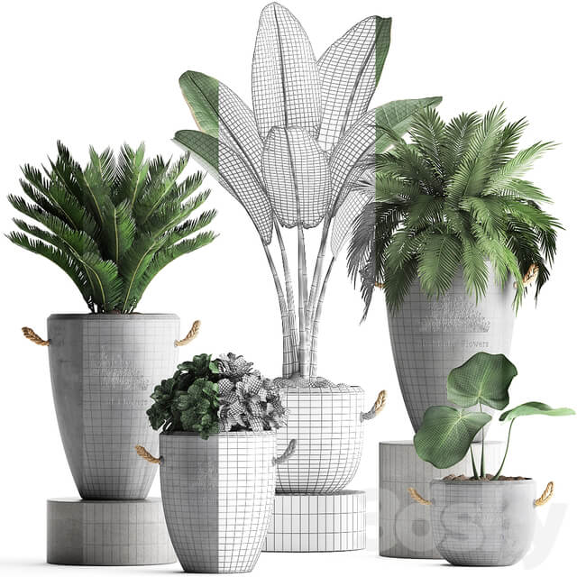 Plant Collection 381. Banana palm Cycas palm tree exotic plant outdoor concrete flowerpot strelitzia bushes 3D Models