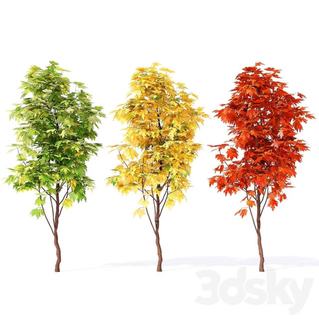 Acer campestre 02