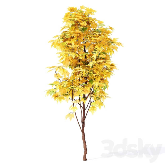 Acer campestre 02