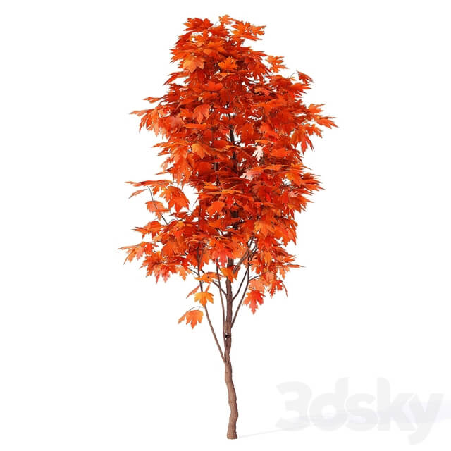 Acer campestre 02