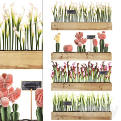 Vertical gardening. 44. Shelf with flowers cactus Sarracenia Gymnocalycium indoor plants eco design phytowall desert plants Fitowall 3D Models 