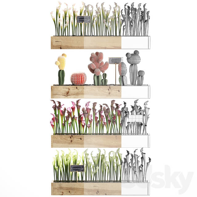 Vertical gardening. 44. Shelf with flowers cactus Sarracenia Gymnocalycium indoor plants eco design phytowall desert plants Fitowall 3D Models