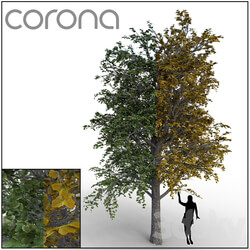 Linden 3D Models 