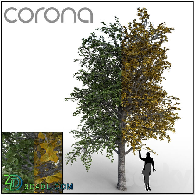Linden 3D Models