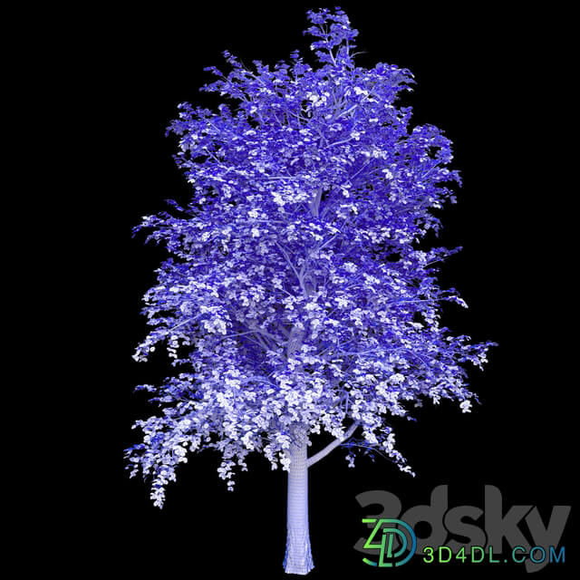 Linden 3D Models