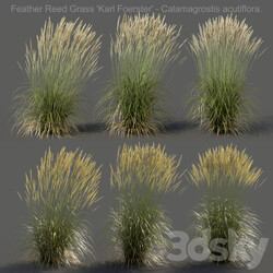 Feather Reed Calamagrostis acutiflora High 