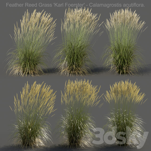 Feather Reed Calamagrostis acutiflora High
