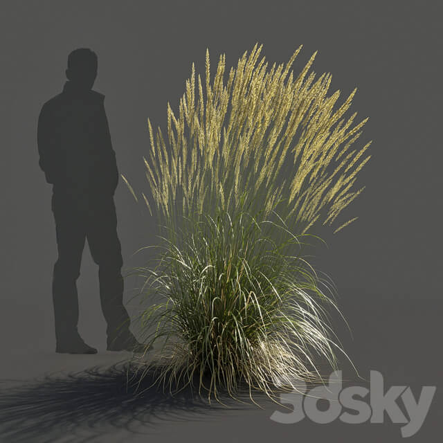 Feather Reed Calamagrostis acutiflora High