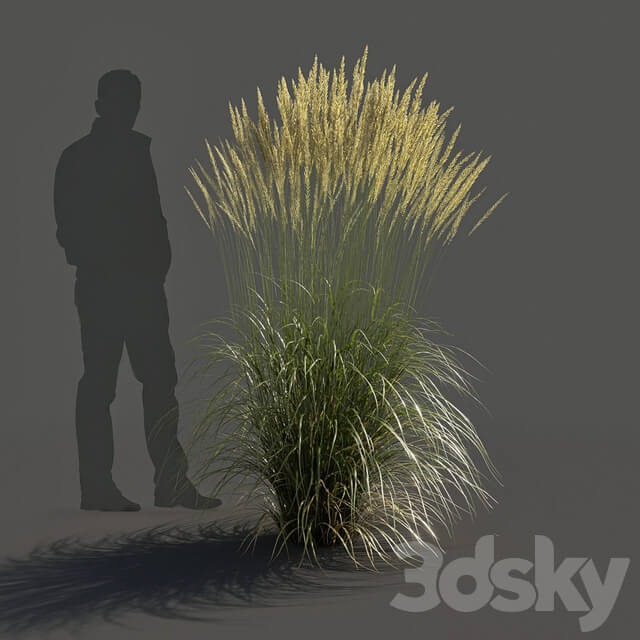 Feather Reed Calamagrostis acutiflora High