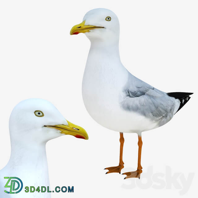 Gull