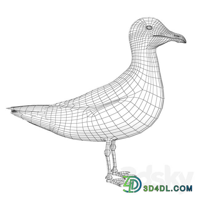 Gull