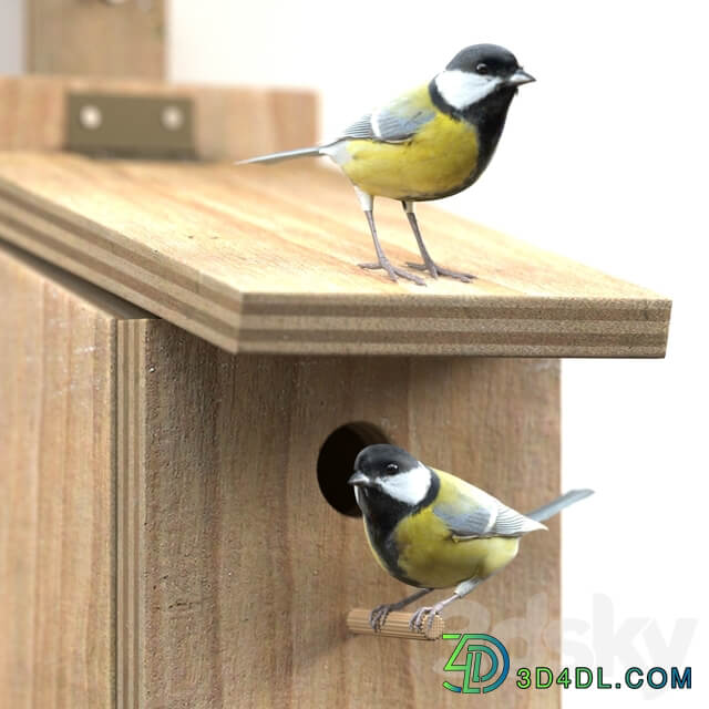 Great Tits at artificial nest Other 3D Models