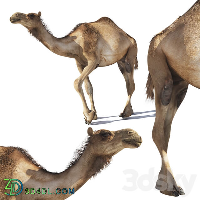 Camel