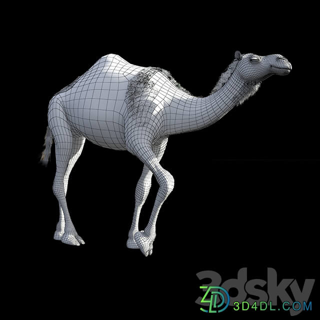 Camel