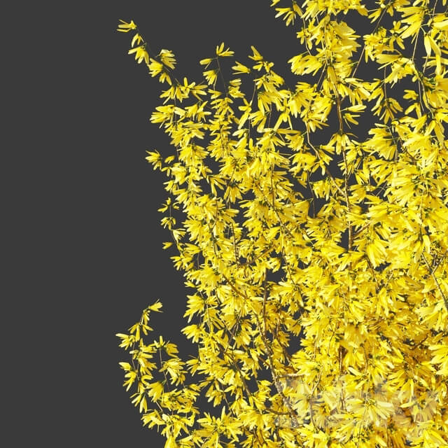 Forsythia Medium Forsythia intermedia