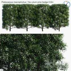 Podocarpus macrophyllus Yew plum pine hedge 0.8m 