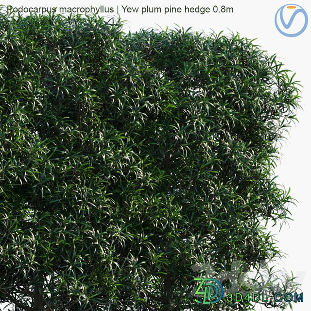 Podocarpus macrophyllus Yew plum pine hedge 0.8m
