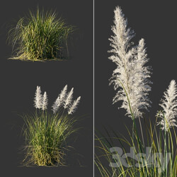 Cortaderia dioecious Cortaderia selloana 