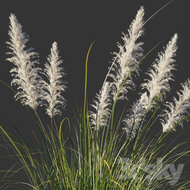 Cortaderia dioecious Cortaderia selloana