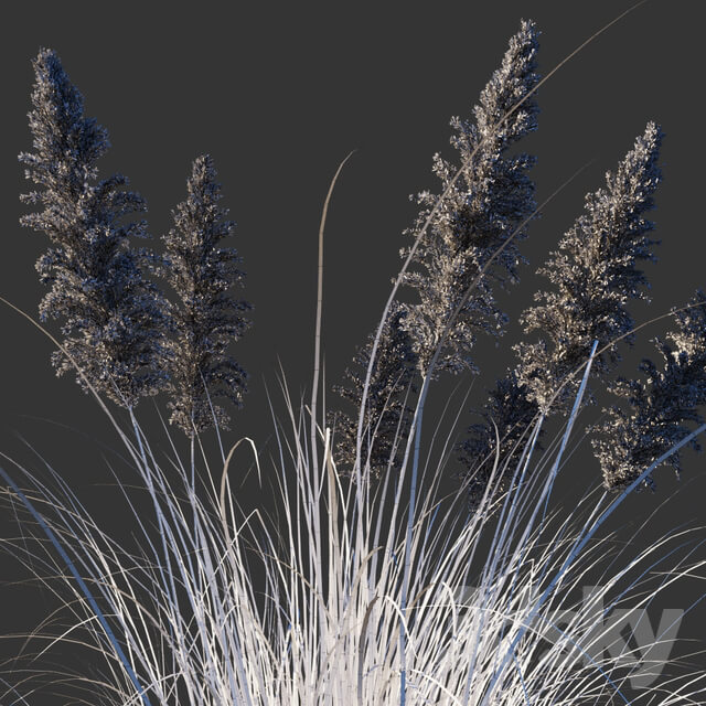 Cortaderia dioecious Cortaderia selloana