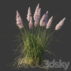 Cortaderia dioica Rosea Cortaderia selloana Rosea 