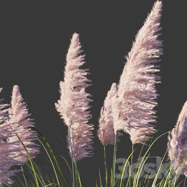 Cortaderia dioica Rosea Cortaderia selloana Rosea