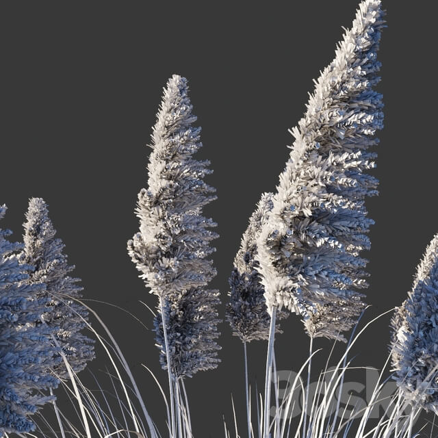 Cortaderia dioica Rosea Cortaderia selloana Rosea