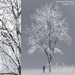 Winter Ash Ash tree winter 3 17m  
