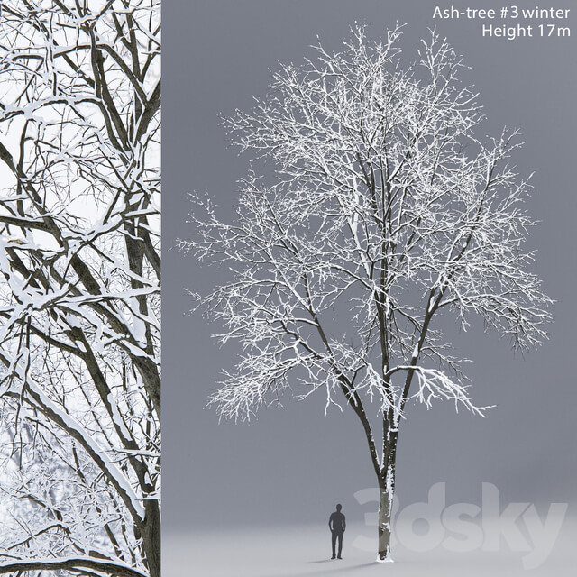 Winter Ash Ash tree winter 3 17m 