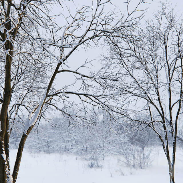 Winter Ash Ash tree winter 3 17m 