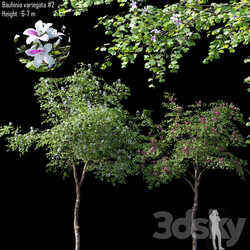 Bauhinia variegata 2 