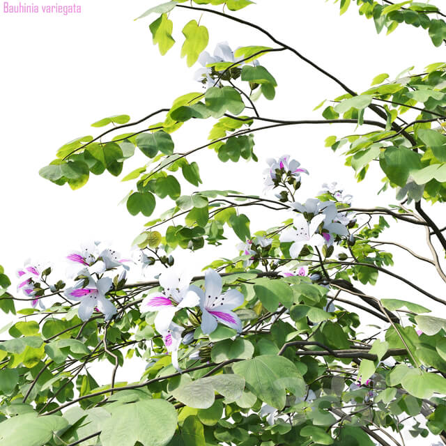 Bauhinia variegata 2