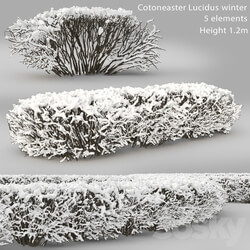 Cotoneaster is brilliant. Winter hedge 1 