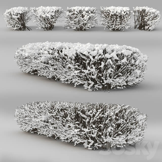 Cotoneaster is brilliant. Winter hedge 1
