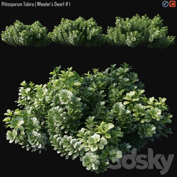 Pittosporum Tobira Wheeler 39 s Dwarf 1 