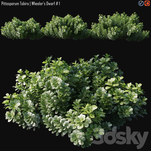 Pittosporum Tobira Wheeler 39 s Dwarf 1