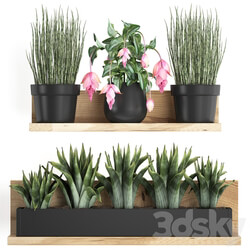 Plant Collection 404. 3D Models 