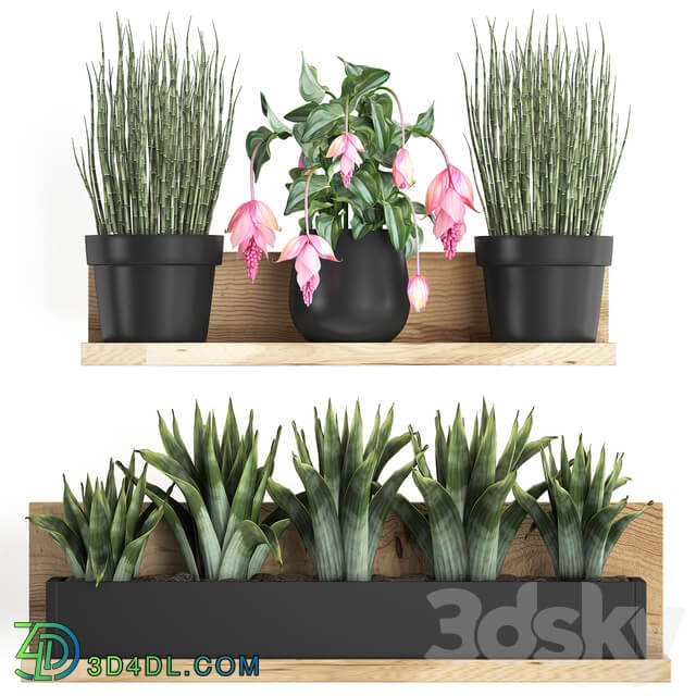 Plant Collection 404. 3D Models