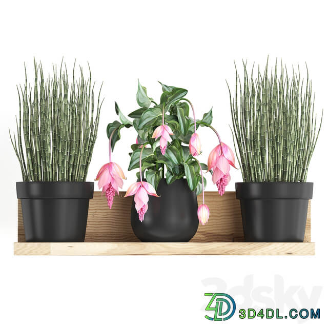 Plant Collection 404. 3D Models