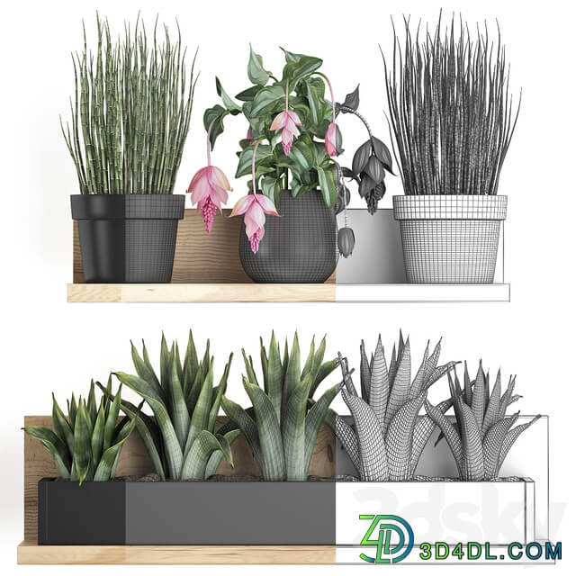Plant Collection 404. 3D Models